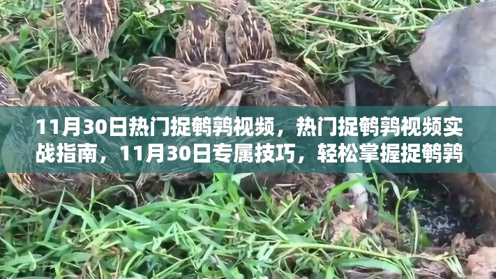 11月30日热门捉鹌鹑视频实战指南,轻松掌握捉鹌鹑技能