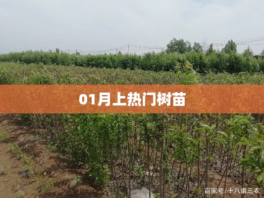 热门树苗大揭秘,一月成长新势力