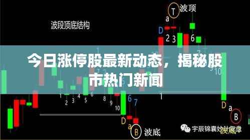 今日涨停股最新动态,揭秘股市热门新闻
