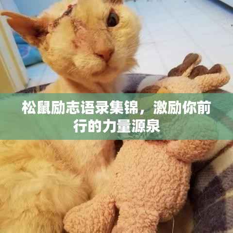 松鼠励志语录集锦,激励你前行的力量源泉