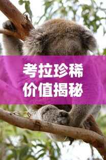 考拉珍稀价值揭秘,价格背后的文化与经济双重意义