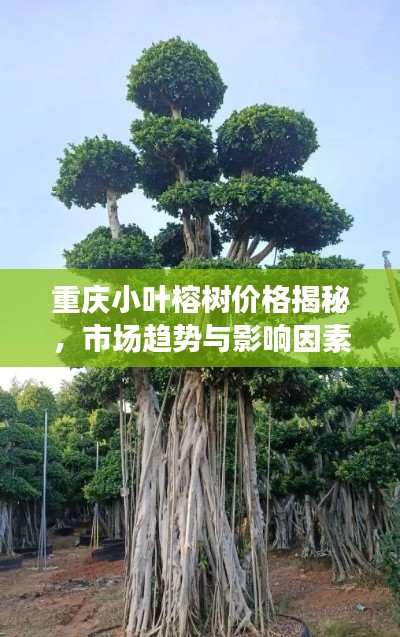 重庆小叶榕树价格揭秘,市场趋势与影响因素全解析