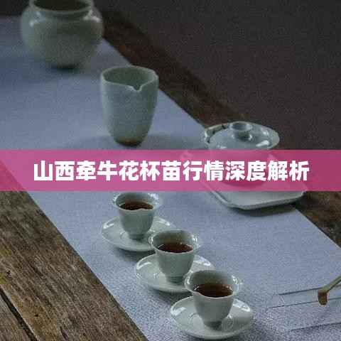 山西牵牛花杯苗行情深度解析