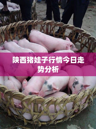 陕西猪娃子行情今日走势分析