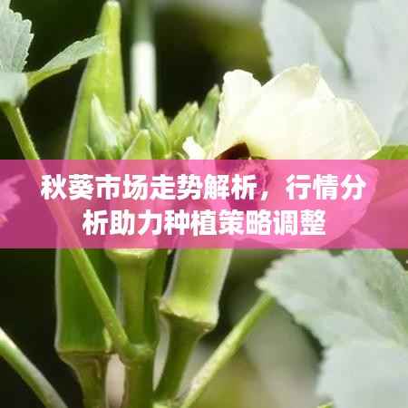 秋葵市场走势解析，行情分析助力种植策略调整